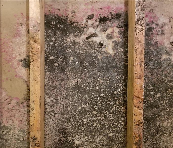 mold behind drywall